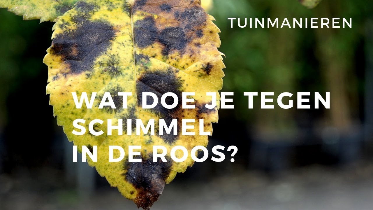 auteur cijfer Schaken Schimmel in de roos, ook wel black spot genoemd. Zwarte vlekken. - YouTube