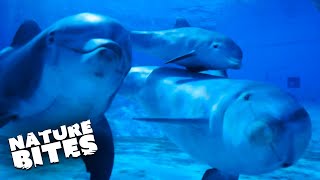 Incredible Dolphins Love Talking To Each Other | Animal Conversations | Nature Bites by Nature Bites 2,420 views 2 months ago 2 minutes, 19 seconds