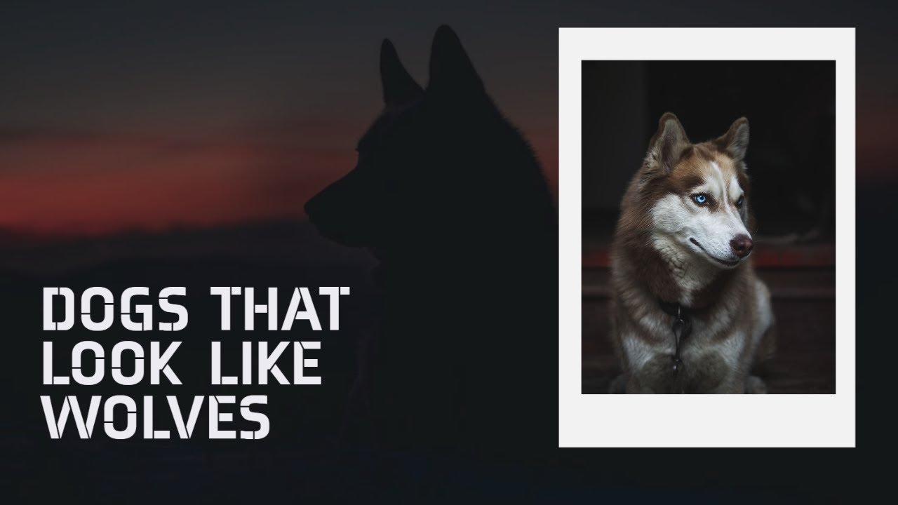 Dogs That Look Like Wolves - dog that look like wolf - list of dogs like  wolf - YouTube
