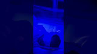 Thebluelight#LovelaceABQ #BabyRamsen