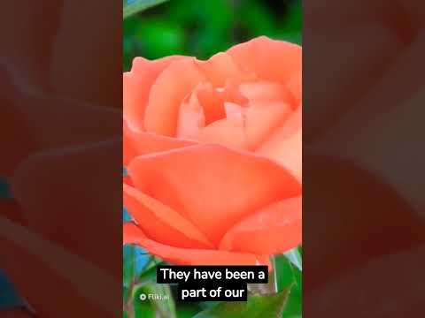 Video: Röda rosor - flowers of queens