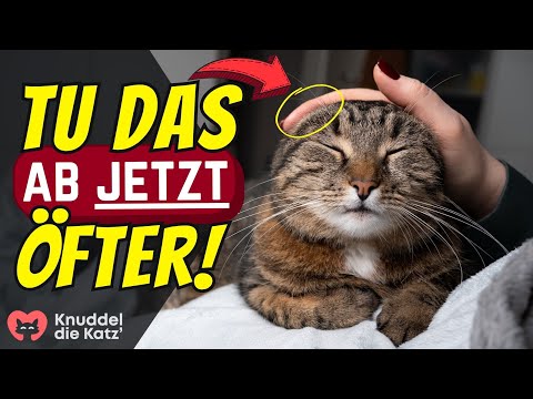 Video: Hundebisse bei Katzen behandeln – wikiHow