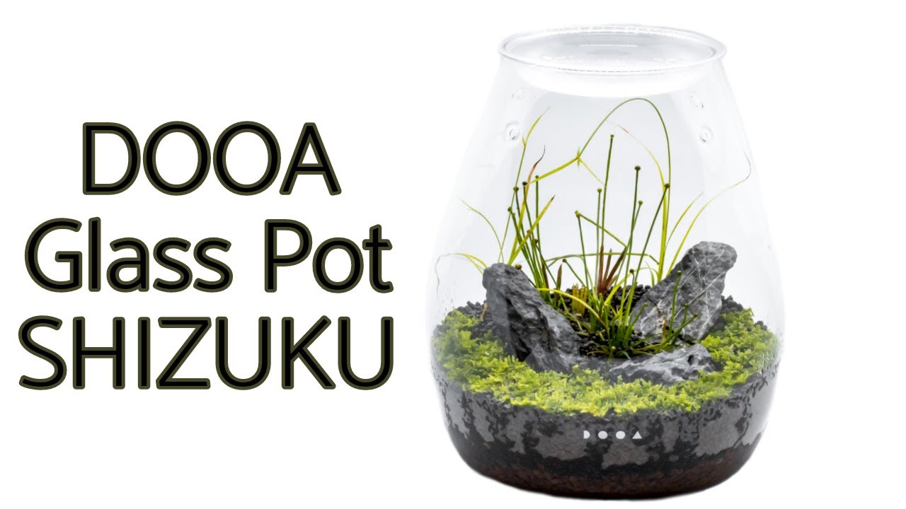 I Built a Mini Terrarium