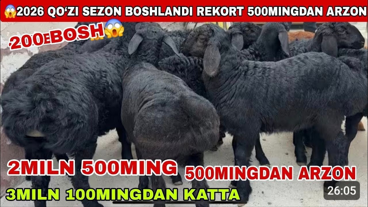 😱150 Bosh 2miln 400ming 2026 rekort qo’zi sezon boshlandi 3miln 100ming katta qo’zilar keldu