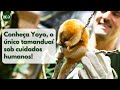 Conheça o Yoyo, o único tamanduaí sob cuidados humanos no mundo!