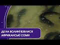 Як на Волині працює ферма африканського сома?