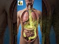What Happens When You Eat Avocado? | full video Soon | BodyRoute3D #digestiveprocess #3danatomy