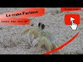 Le crabe fantme un trs bon mimtisme  reportage nature brsil