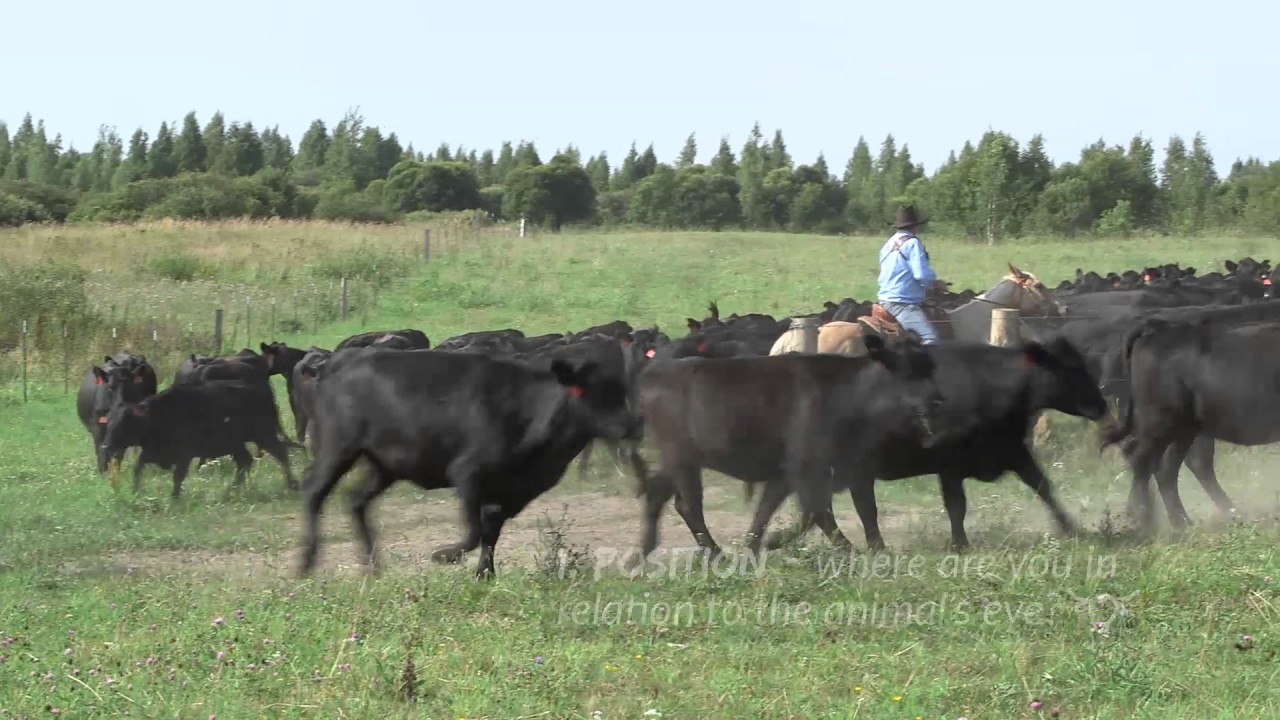 Livestock Handling Series (Part 1) - General Cattle Behaviour