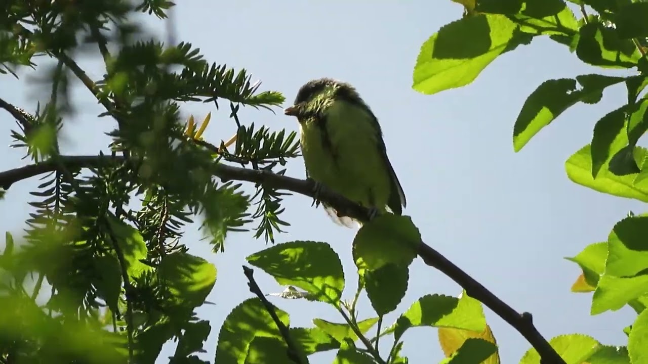 Cute Great Tit Fledgling Calling For Food