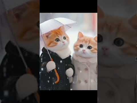 So cute cat - YouTube