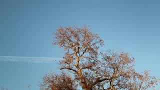 Eagle - 002.01