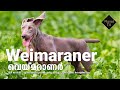 Weimaraner (വെയ്മറാണർ) | Meet the Dog S01 Episode 5 の動画、YouTube動画。