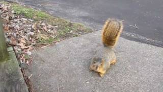 Strange Fat Squirrel