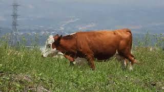 ישראל│Israel│פאונה│Fauna│בקר הבית│Bos taurus│Cattle│16