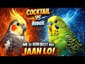 Cockatiel vs Budgie 🐦 | Kaun Best Pet Hai? Full Comparison 2026 (Price, Care, Talking Ability)