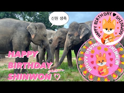 태국 코끼리들이 먹는 펜타곤 신원 생일 케이크