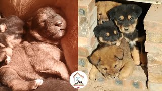 🐶😍😘EPS3 Cutest Puppies Living In The Rural Area Cute Dog Videos Compilation 2022  - CuteAnimalShare by CuteAnimalShare 1,181 views 2 years ago 7 minutes, 11 seconds