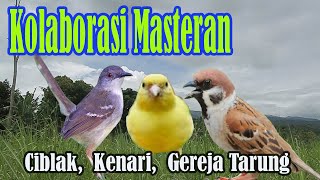 Kolaborasi Masteran Ciblak Kenari Gereja Tarung Full tembakan