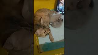 Time Machine Cats !!!! Longest Daily Cat's Story