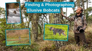 How I find and Photograph Bobcats. My method for photographing this extremely elusive species of cat