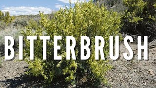 BITTERBRUSH | Outdoor Idaho