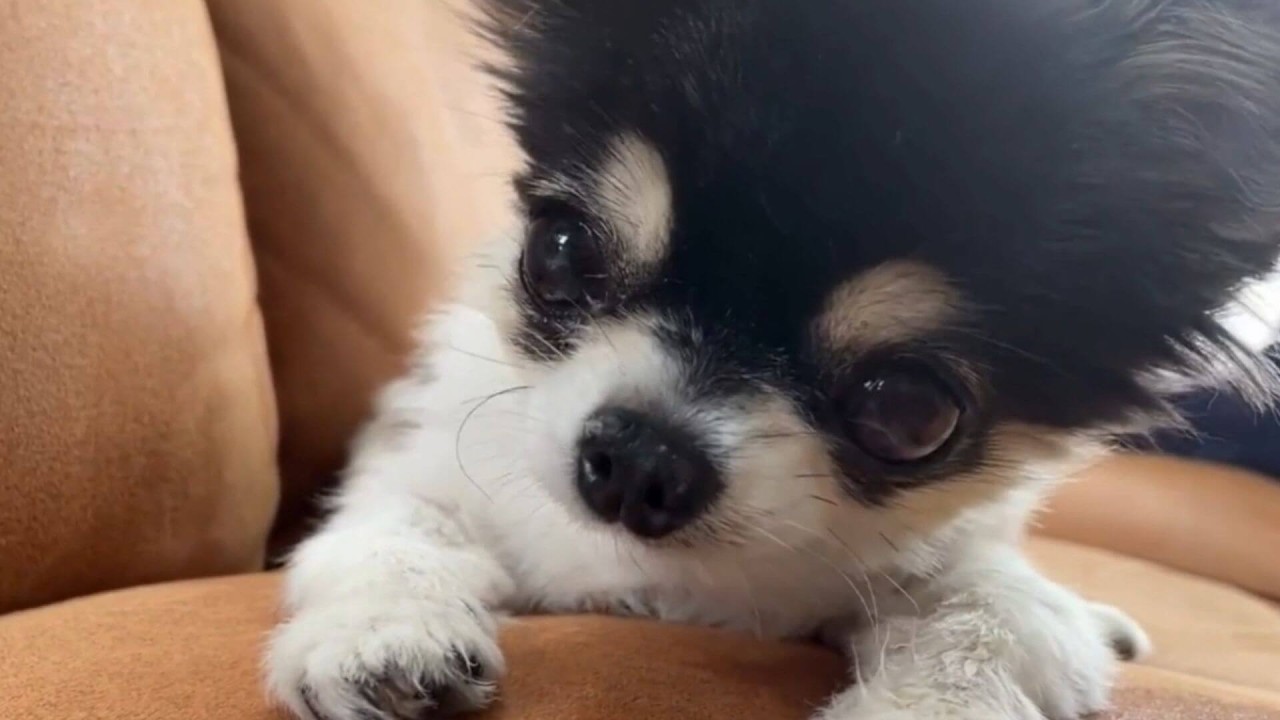 【チワワ】姉犬たまちゃん手のお掃除後…まさかのびしょびしょ事件#チワワ#ほっこり動画#可愛い動画