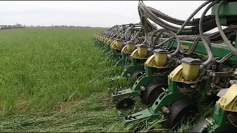Planting organic soybeans into wheat | #4