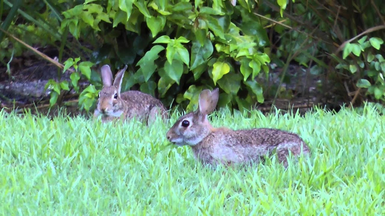 Wild Bunnies YouTube