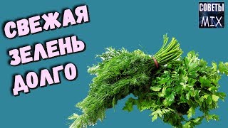 Как сохранить зелень. Самые лучшие и простые способы сохранить зелень свежей Как сохранить зелень. Самые лучшие и простые способы сохранить зелень свежей