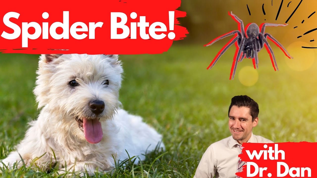 Spider Bites!  Dr. Dan Explains If Your Dog Gets Bit By A Spider.