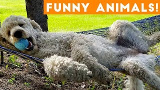 Funniest Pets & Animals of the Week Compilation November 2018 | Funny Pet Videos