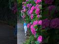 Beautiful Hydrangea Road🌺 美しいあじさいの道