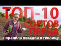 Как правильно высаживать перцы в теплицу?