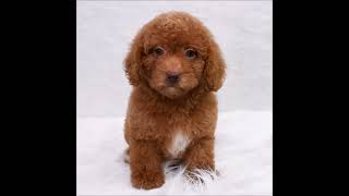 3334  Gorgeous Red Poodle Puppy Ready for a Loving Home!