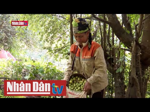 Video Để cây táo mèo Tuần Giáo phát triển bền vững - youtube