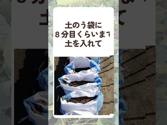 土嚢袋でさつまいも栽培NEW!