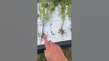 The side-by-side says it all. #agtech #irrigation #farming