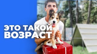 НА ЧТО ВЛИЯЕТ ВОЗРАСТ СОБАКИ  Как собака ведет себя в разном возрасте? Когда дрессировать щенка