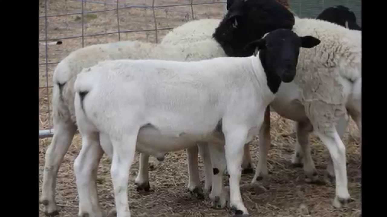 AUSTRALIAN DORPER SHEEP YouTube