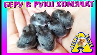 ПРИРУЧАЮ ХОМЯЧАТ / ХОМКИ ПЕРЕЕХАЛИ /  ЖАДНАЯ ХОМЯЧИХА / Alisa Easy Pets