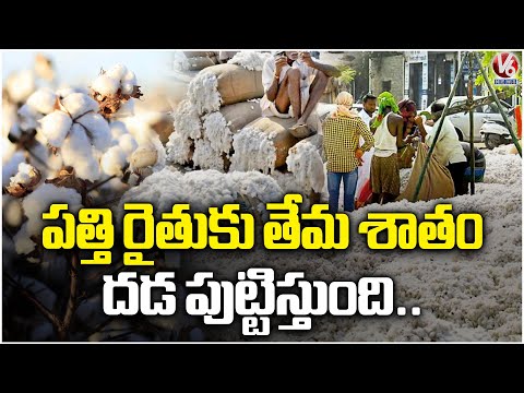 CCI Regulations Turn Curse for Cotton Farmers | V6 News - V6NEWSTELUGU