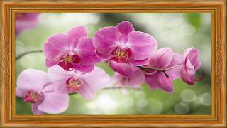 4K TV Art Vibrant Pink Phalaenopsis & Green Bokeh  Wood Frame Wallpaper screenshot 1