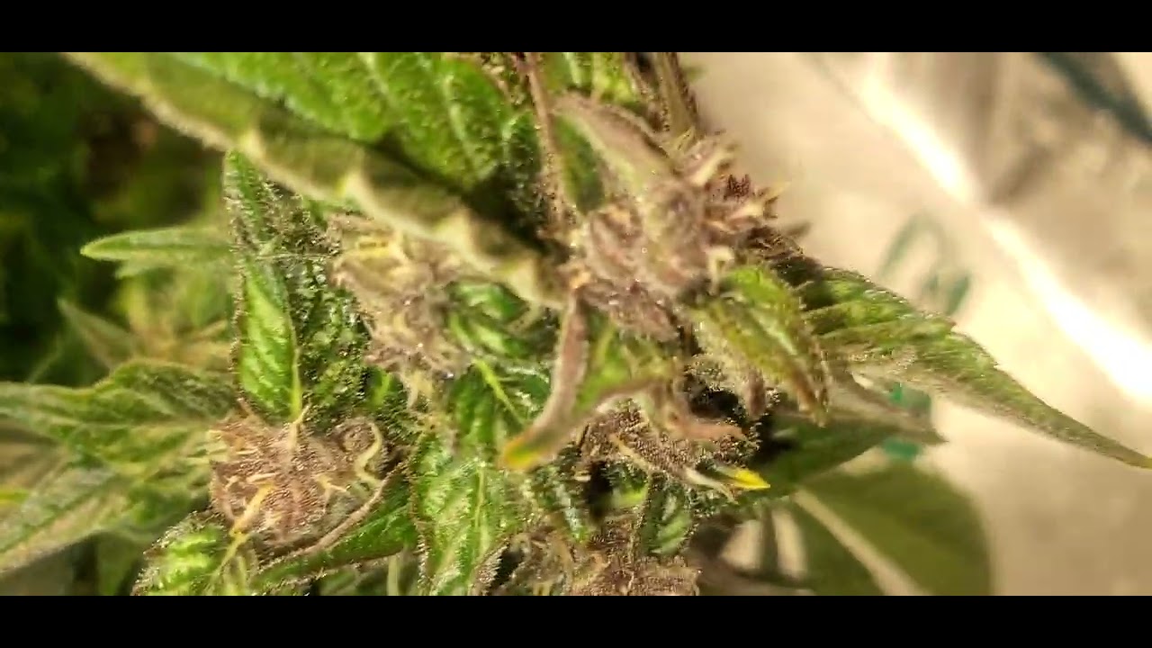 ilgm blueberry autoflower week 8