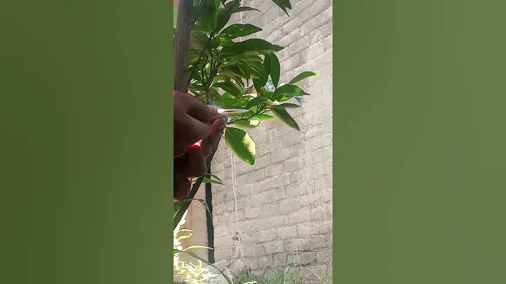 Easy And Simple Grafting in limon 🍋#grafting #grow #planting