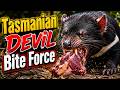 How Strong is a Tasmanian Devil's Bite Compared to a Lion's? 🦁🦇