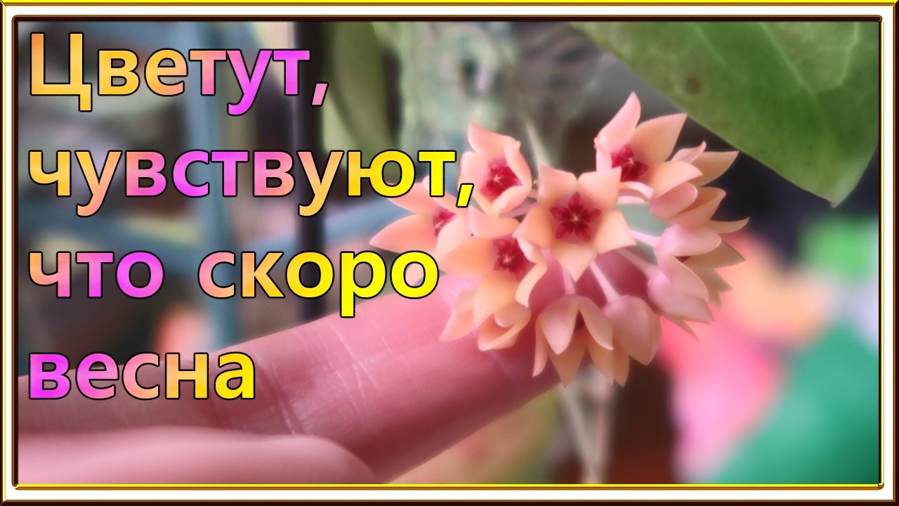 Разбираю полочки с хойями