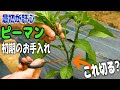 【最初が肝心】ピーマンの初期のお手入れ