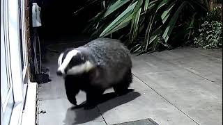 Nut Fairy guilt trip Mr Lumpy in the night, he had eaten but obviously fancied a snack