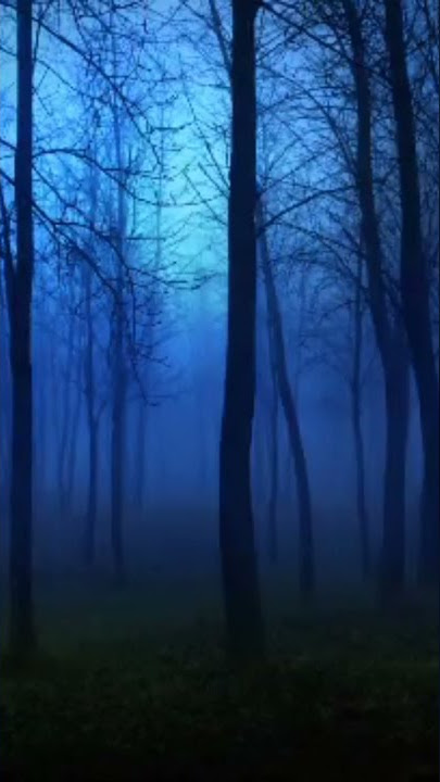 Suara Hutan Di Malam Hari, Jangan Lupa Subscribe boskuu